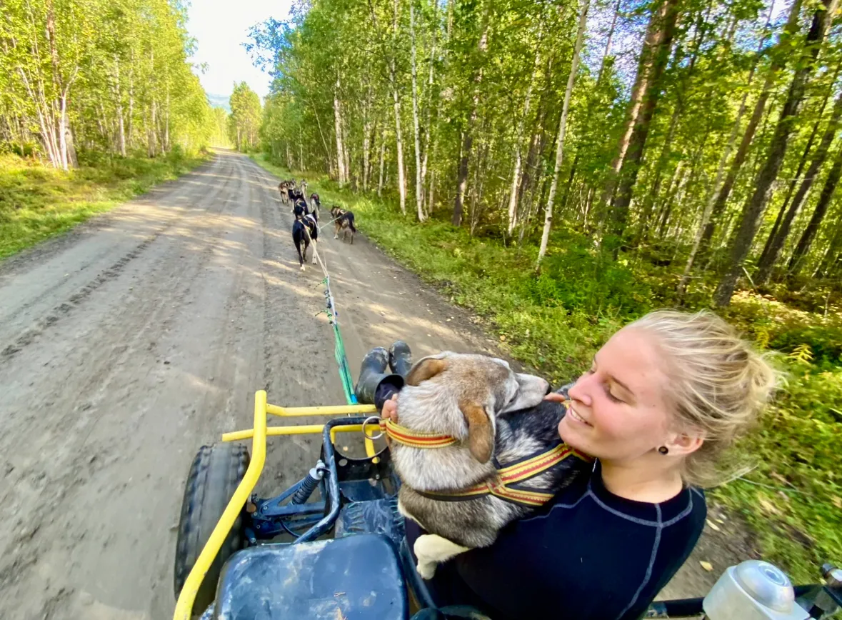 Person sitting on cart with dog, being pulled by a team of sled dogs on a dirt road in a forest.
