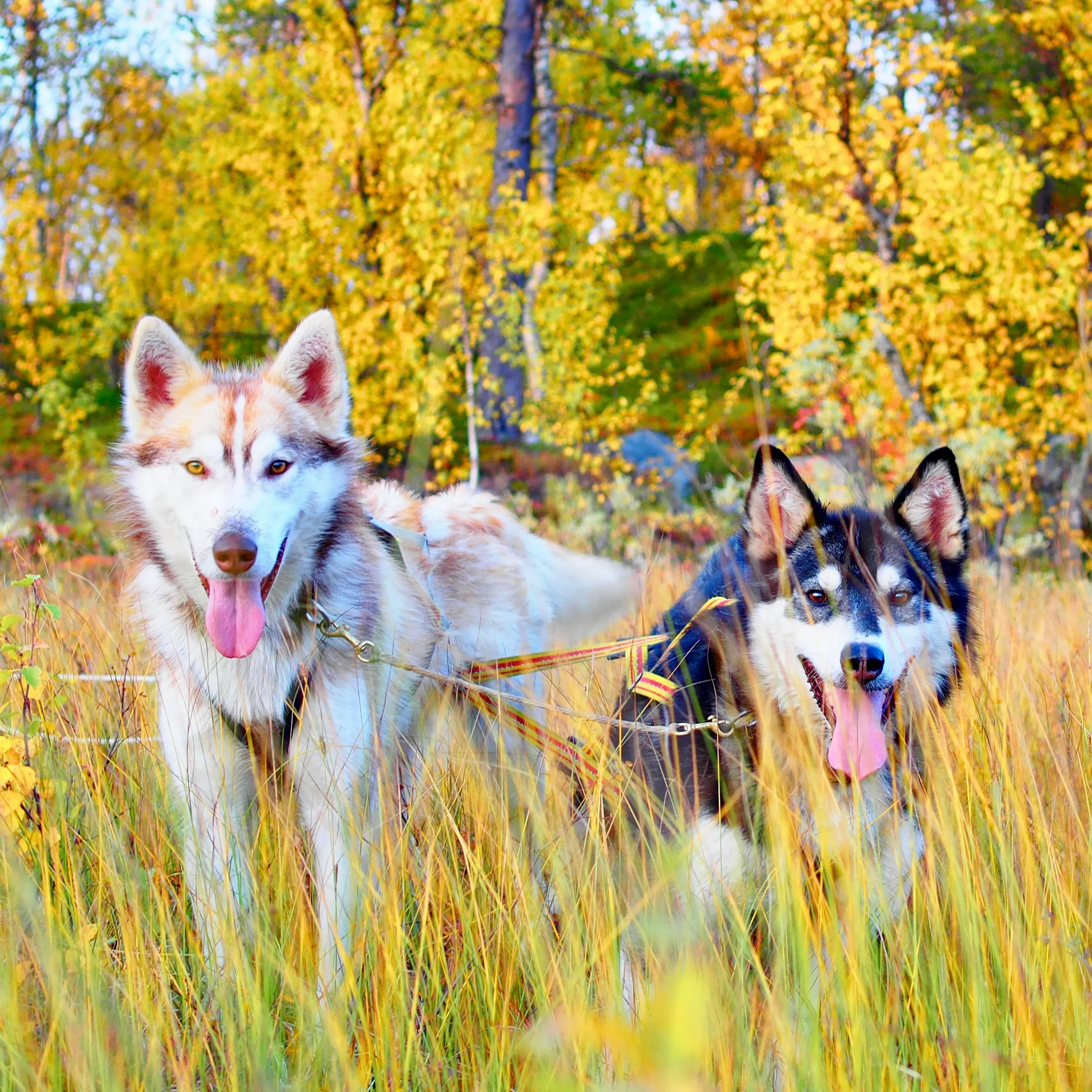 Two huskies standing in tall grass with golden autumn trees in the background.