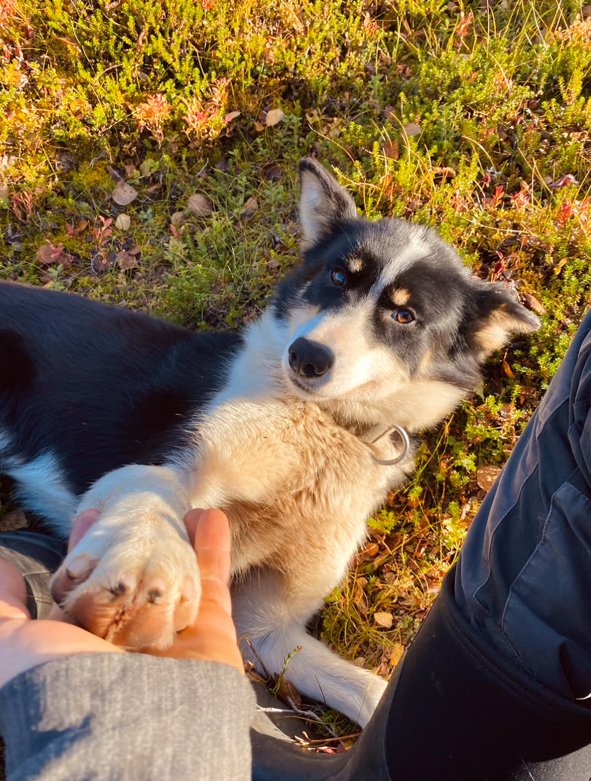 Black and white dog lying on grass holding a person's hand with its paw.