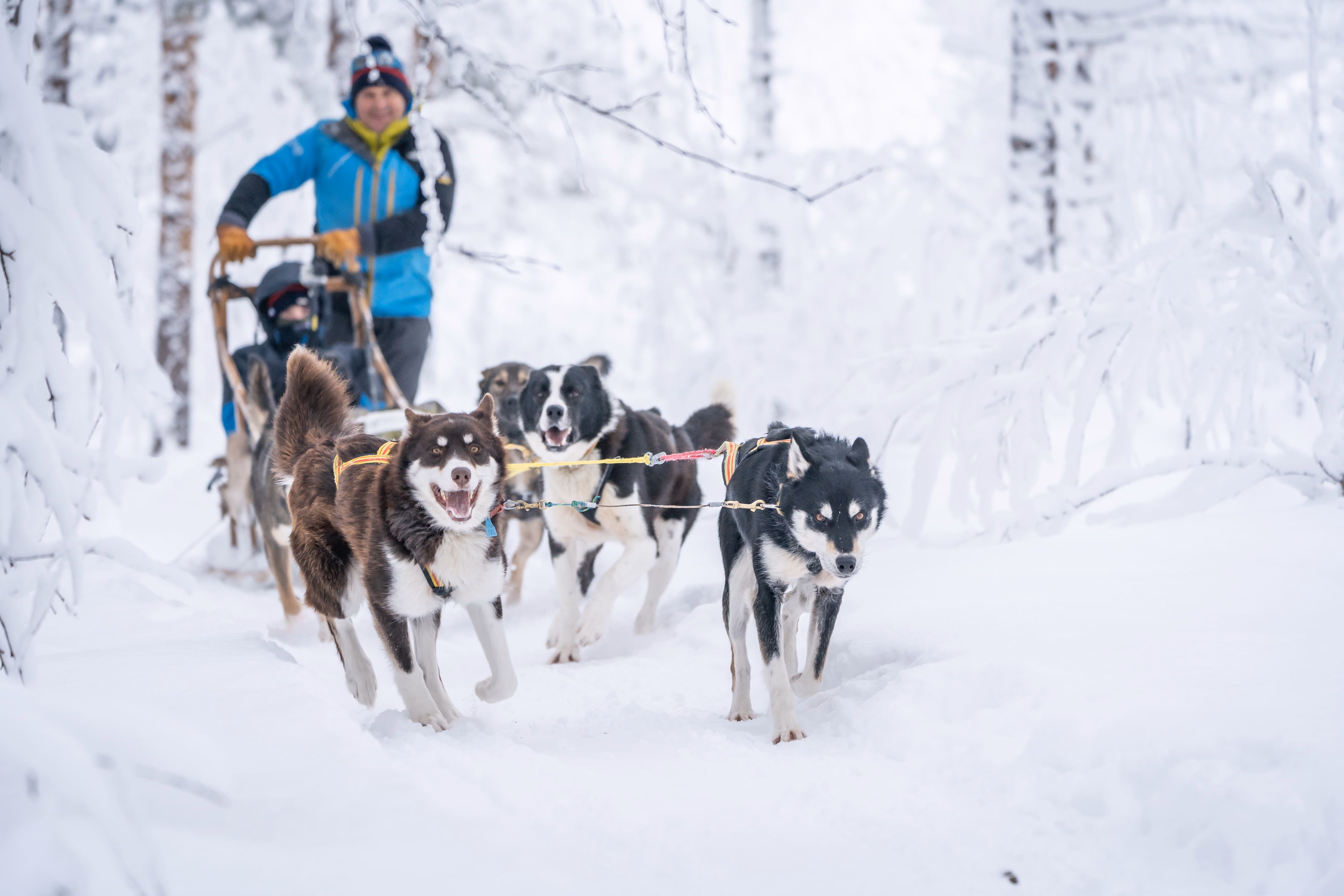 Drive Your Own Dog Team | Winter