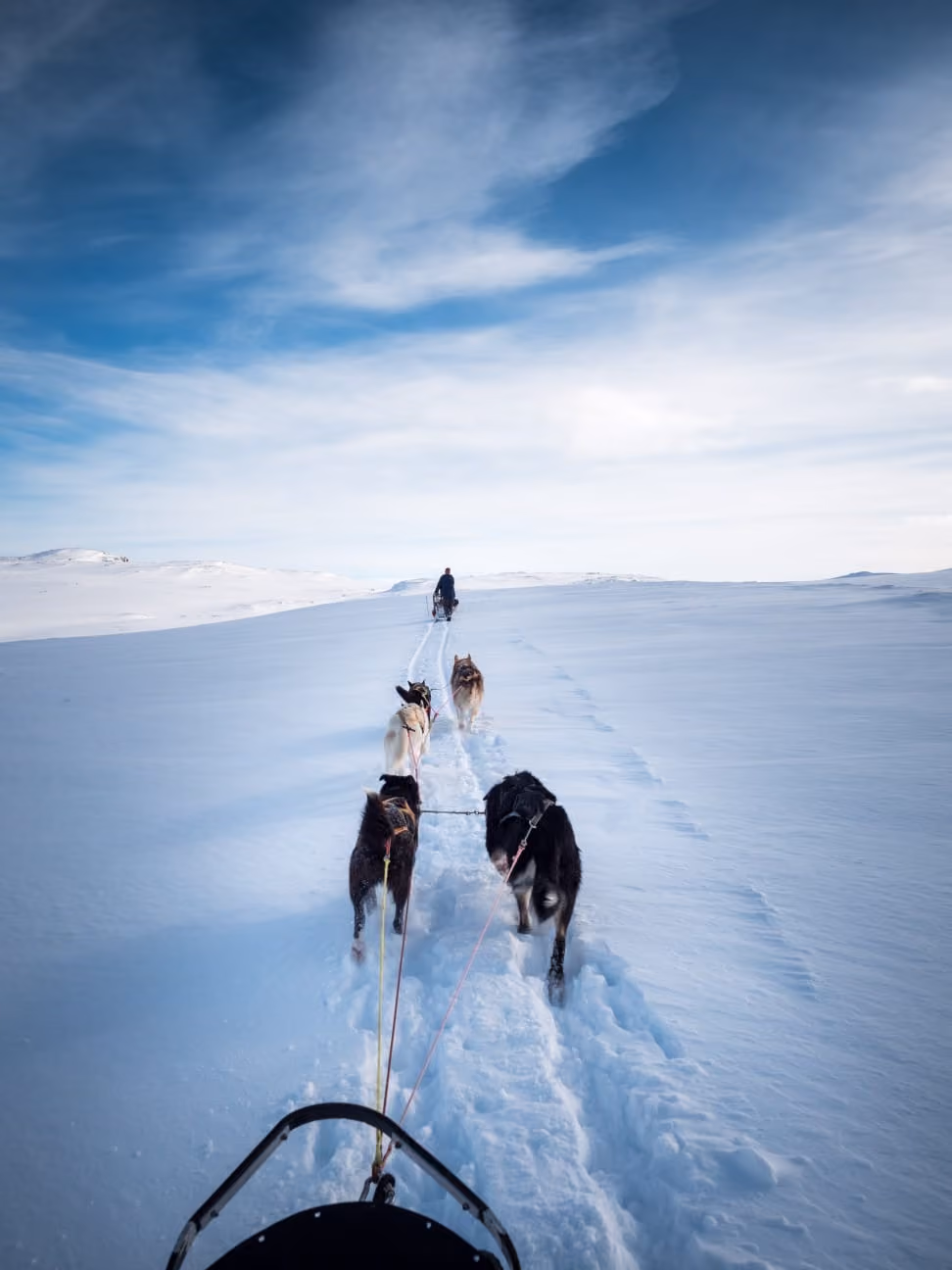 A lone dog stands on a vast expanse of snow beneath a bright sky.