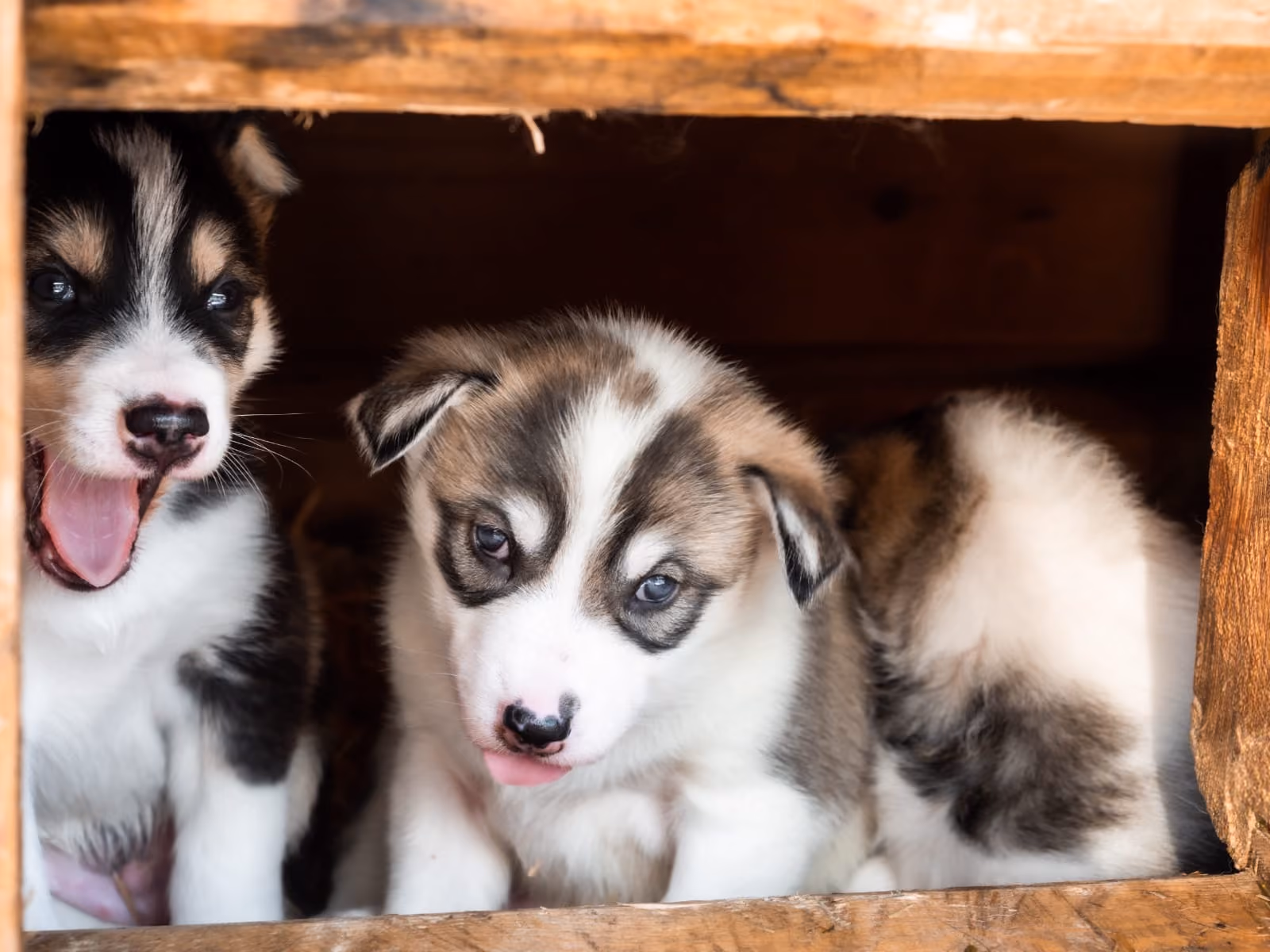 A litter of adorable husky puppies huddle together in a wooden box.