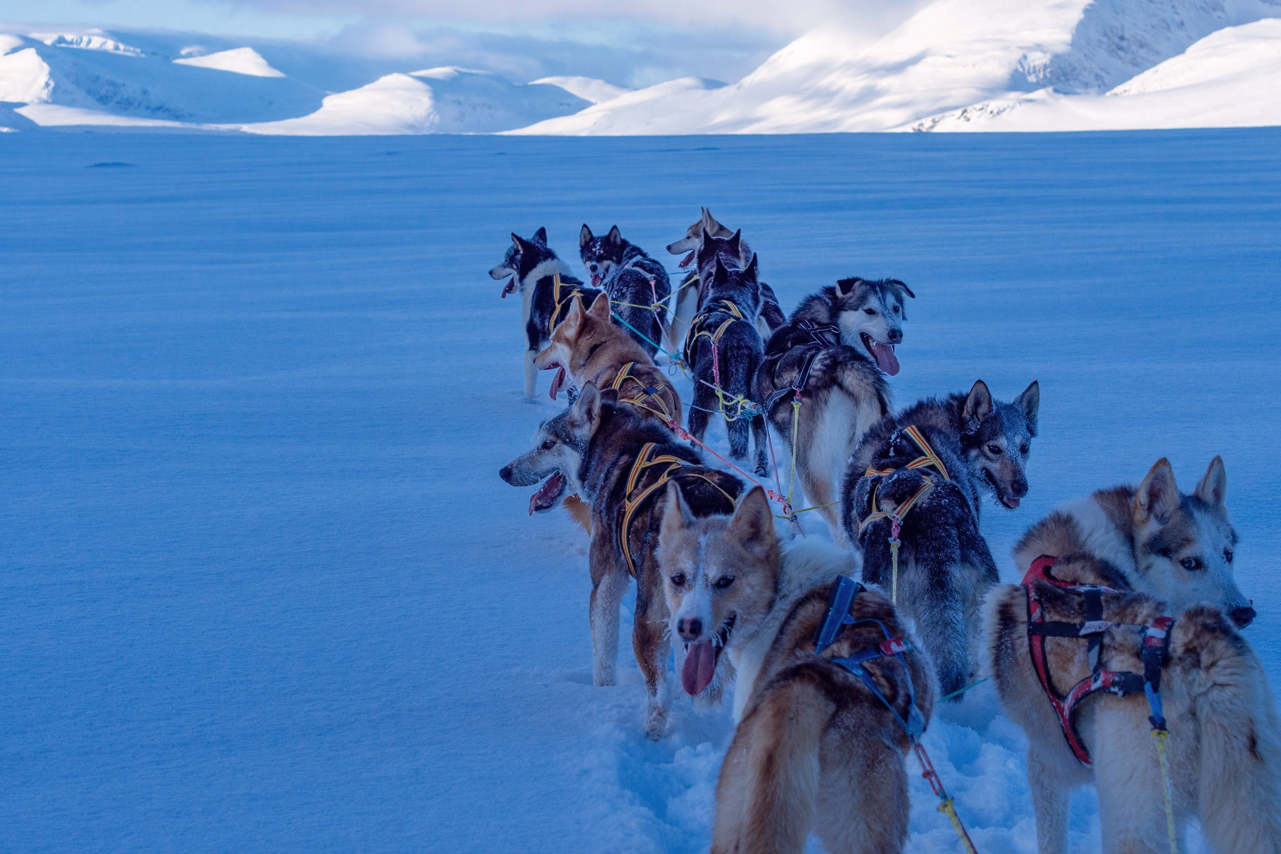 A pack of huskies play and run together in a snowy field under a blue sky.