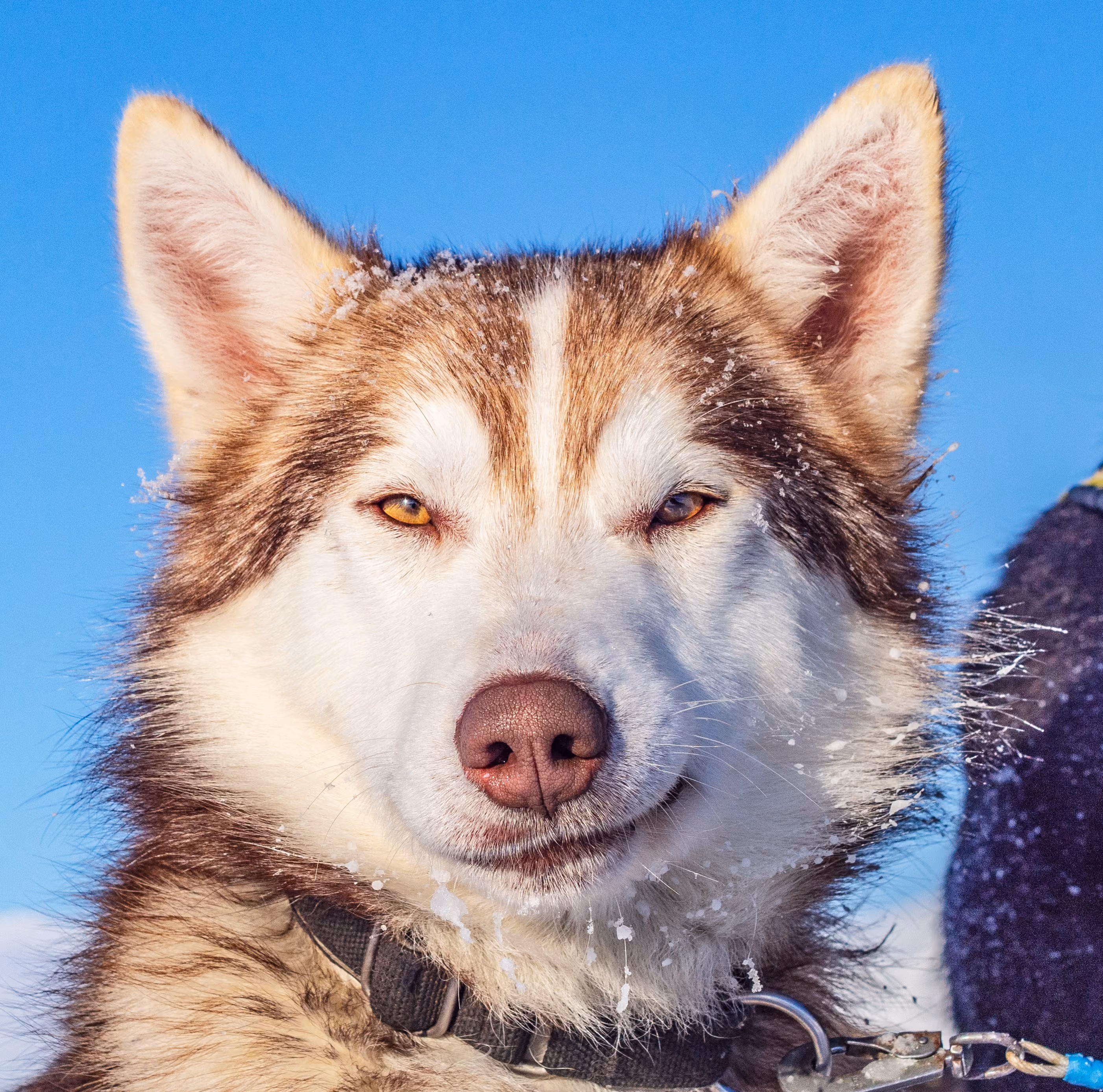 Close-up portrait of a Siberian Husky with piercing blue eyes.