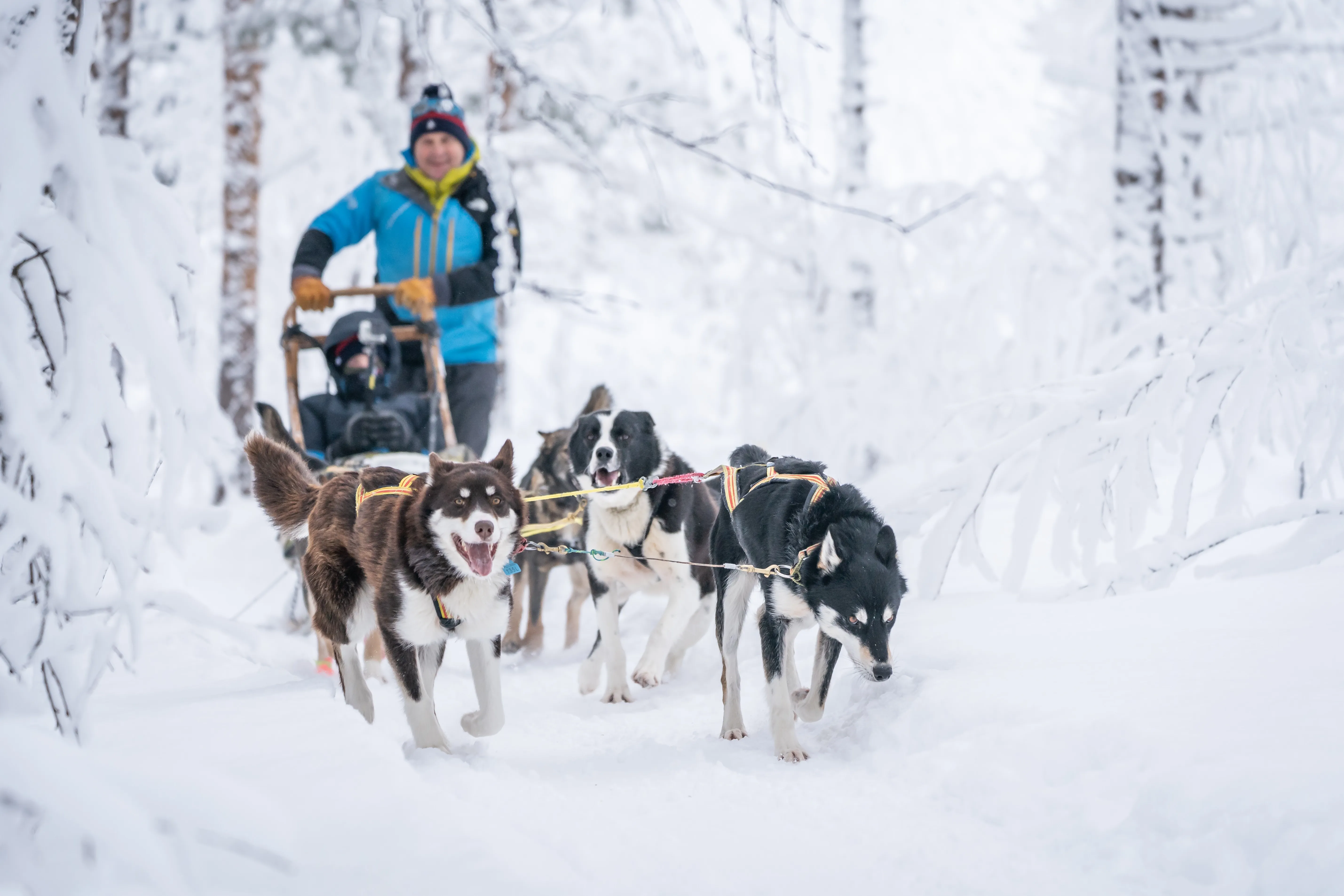 A dog sled team pulls a musher through a snowy landscape.