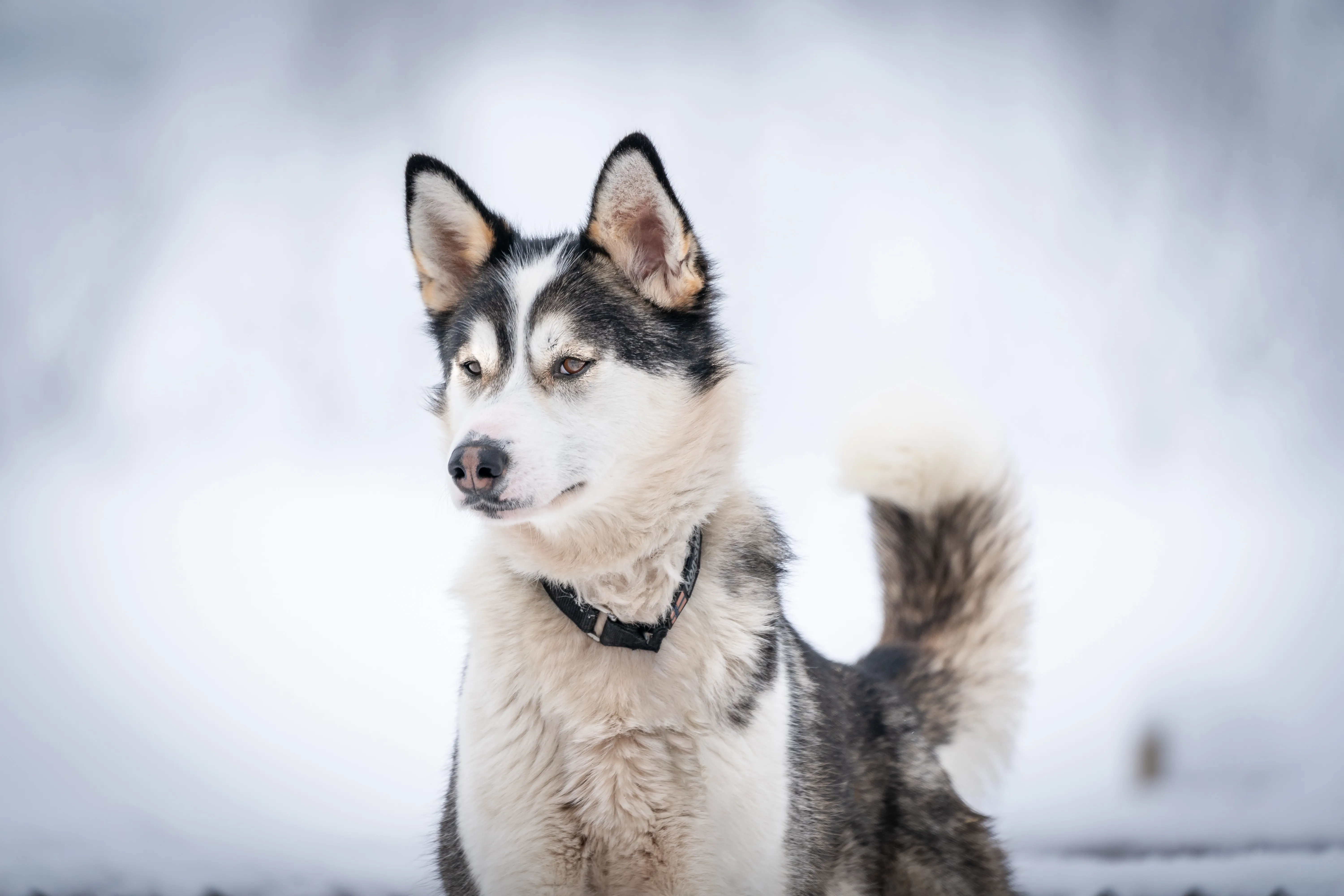 A fluffy white husky looks directly at the camera.