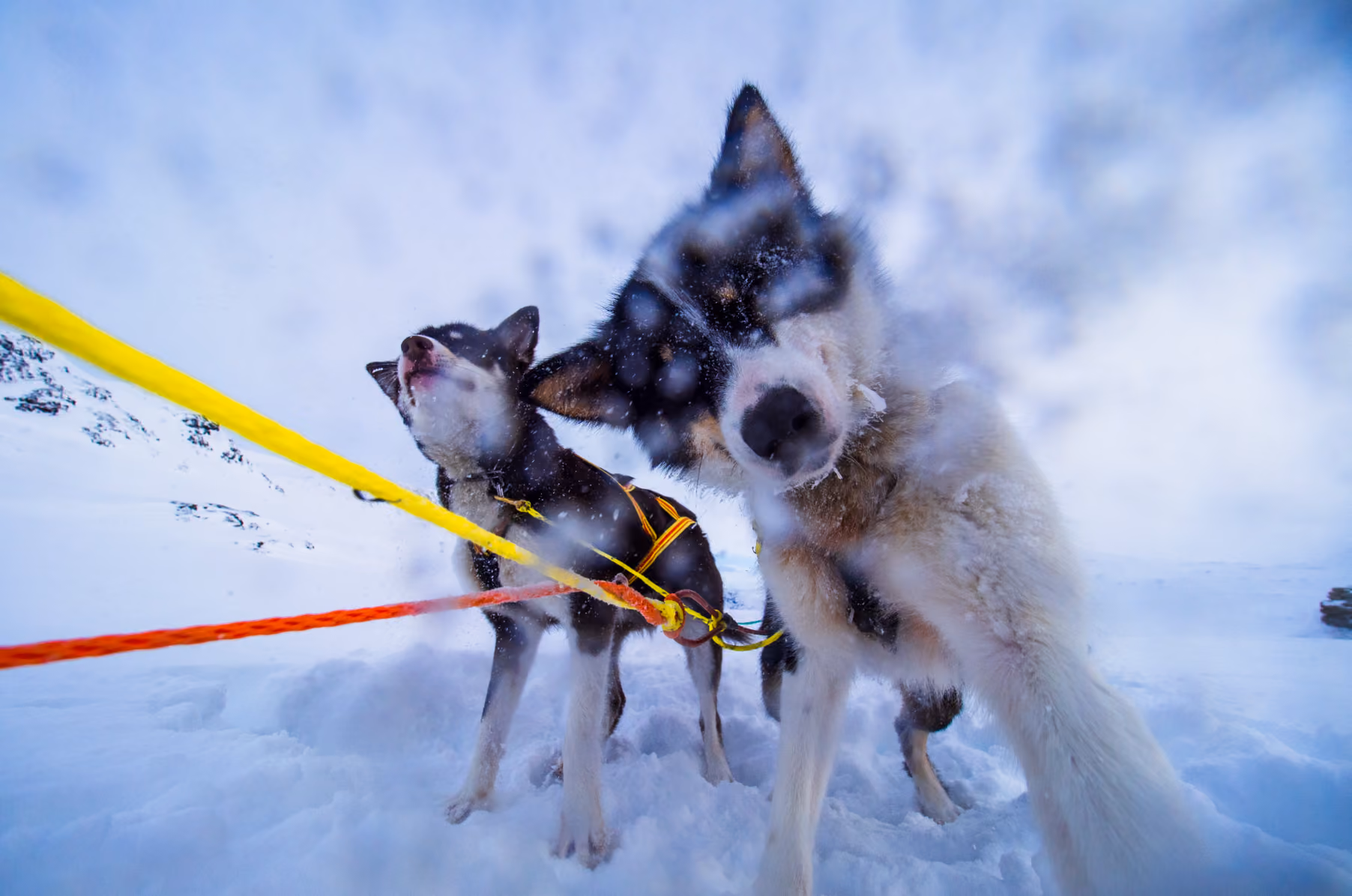 Several huskies stand in the snow, attached to sled lines.