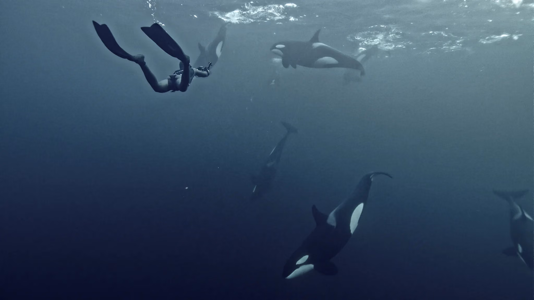 Orcas Snorkeling Expedition