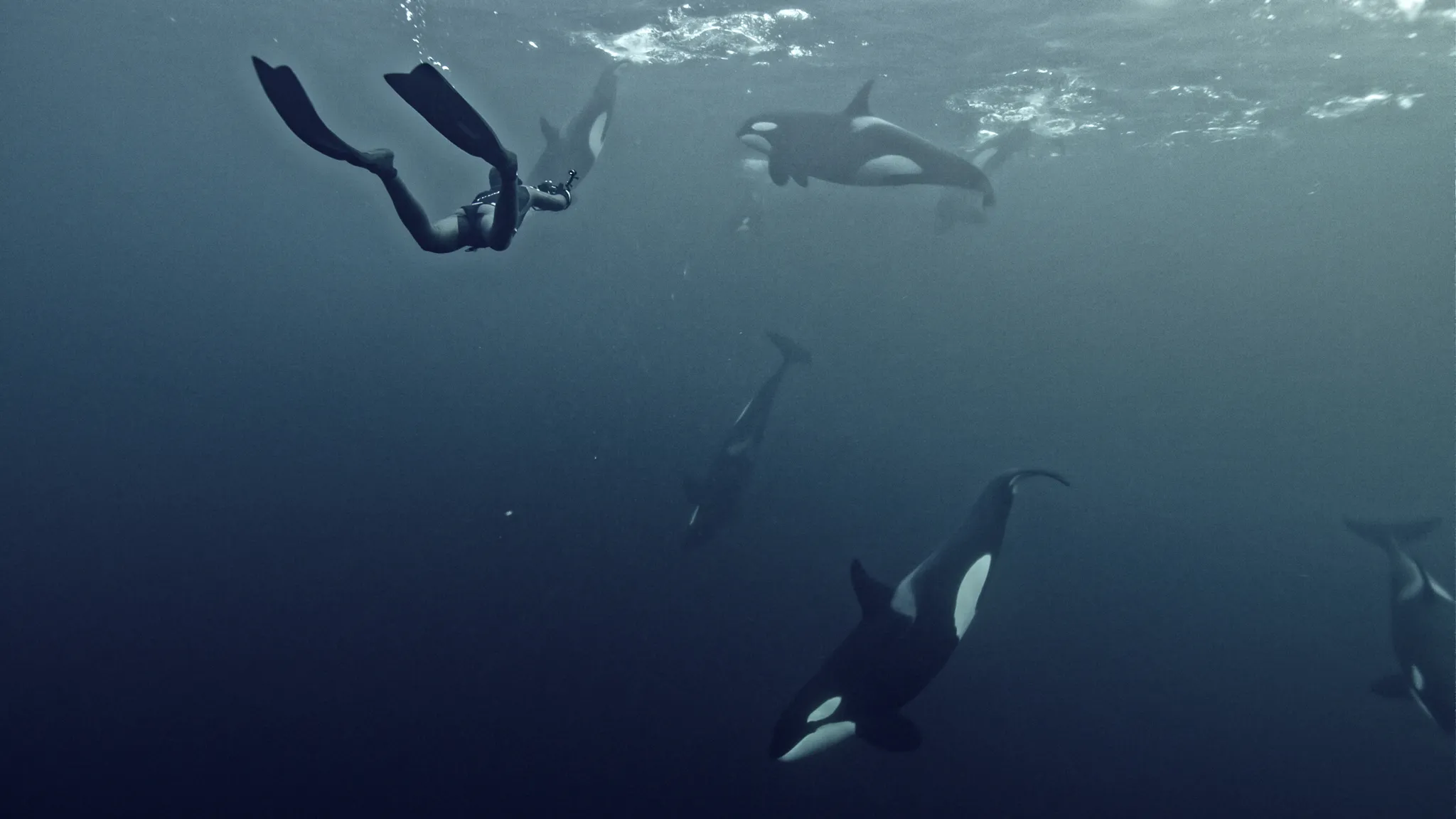 Orcas Snorkeling Expedition 