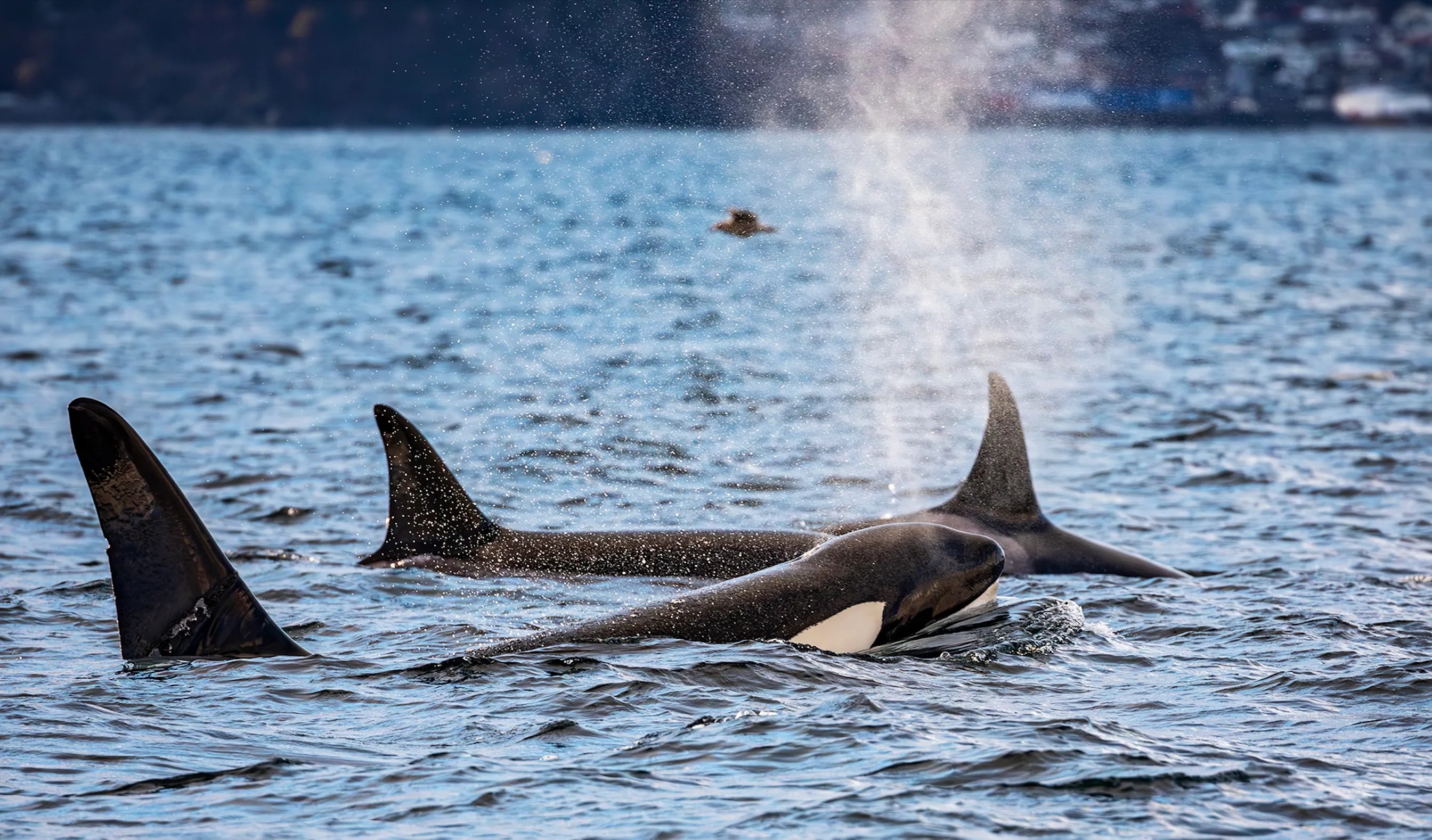 Orca & Whale Expedition