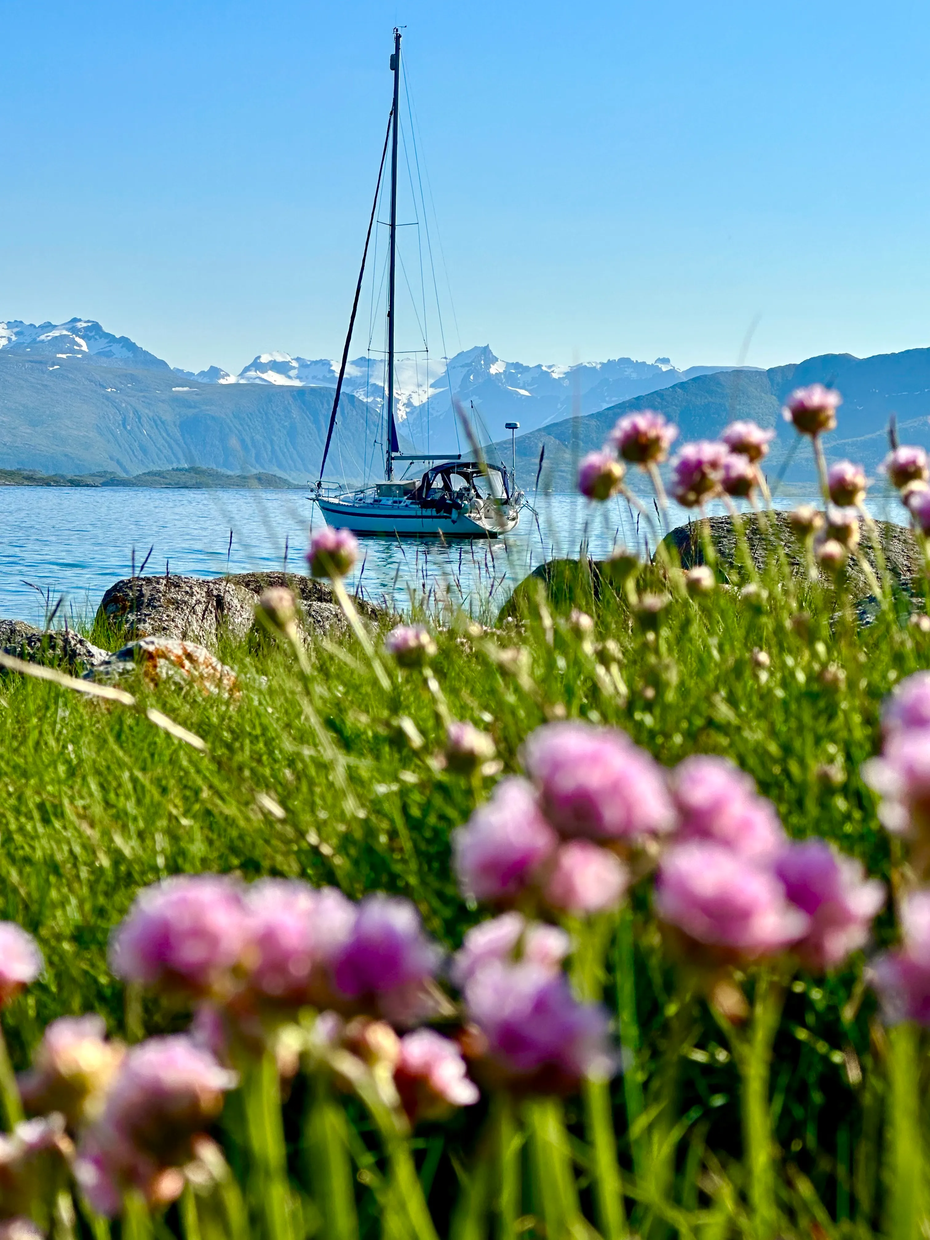 sailboat, ocean and flowers in Tromsø