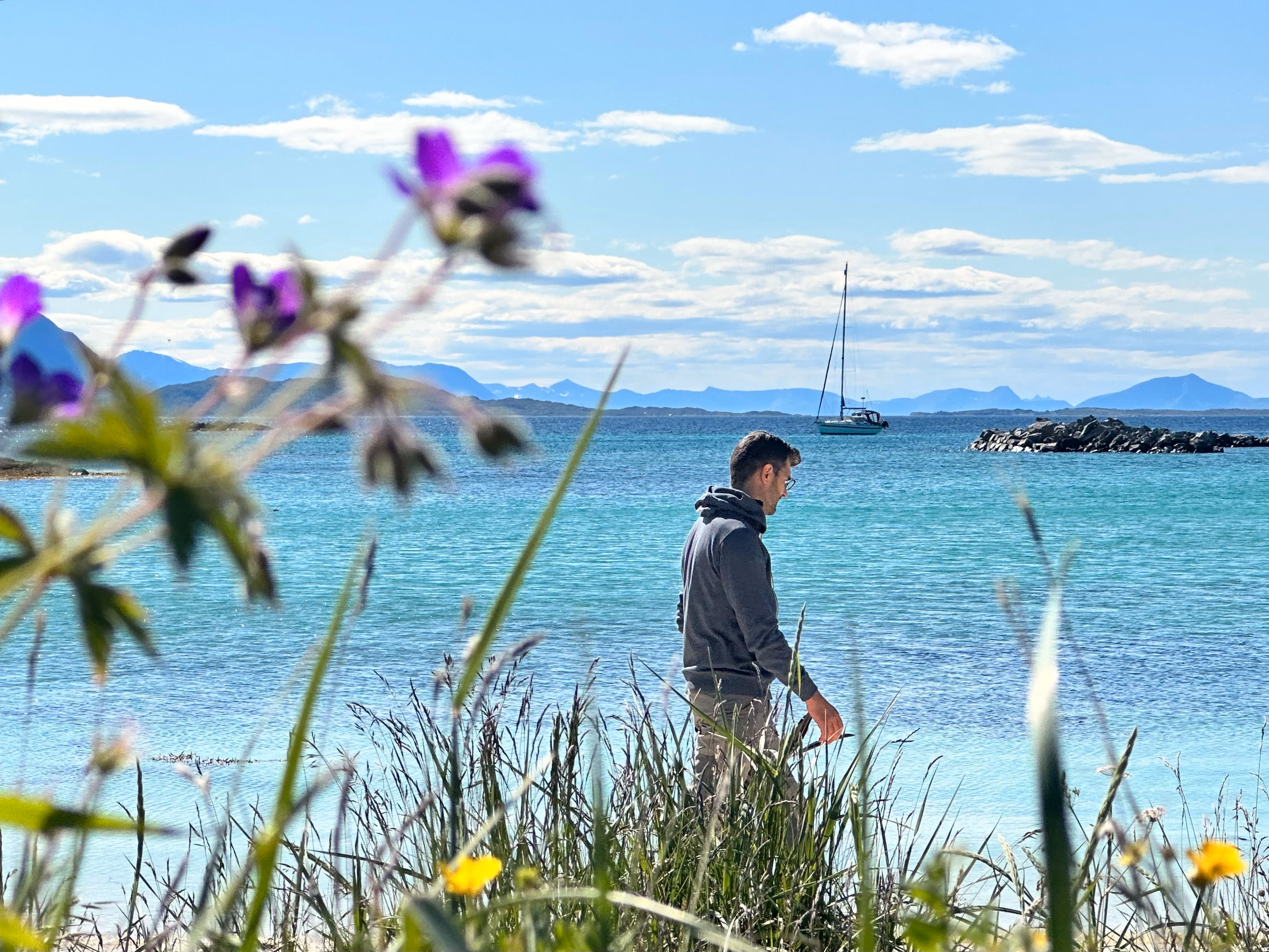 Purple wildflowers blooming on a grassy coast overlooking a clear turquoise bay.