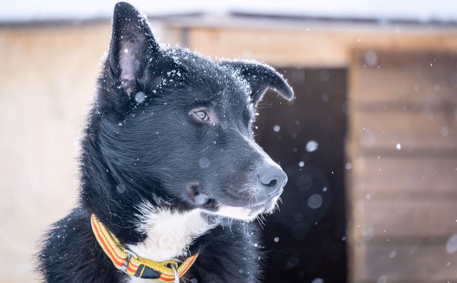 Black dog with white chest wearing a yellow and red collar in falling snow, looking to the right.