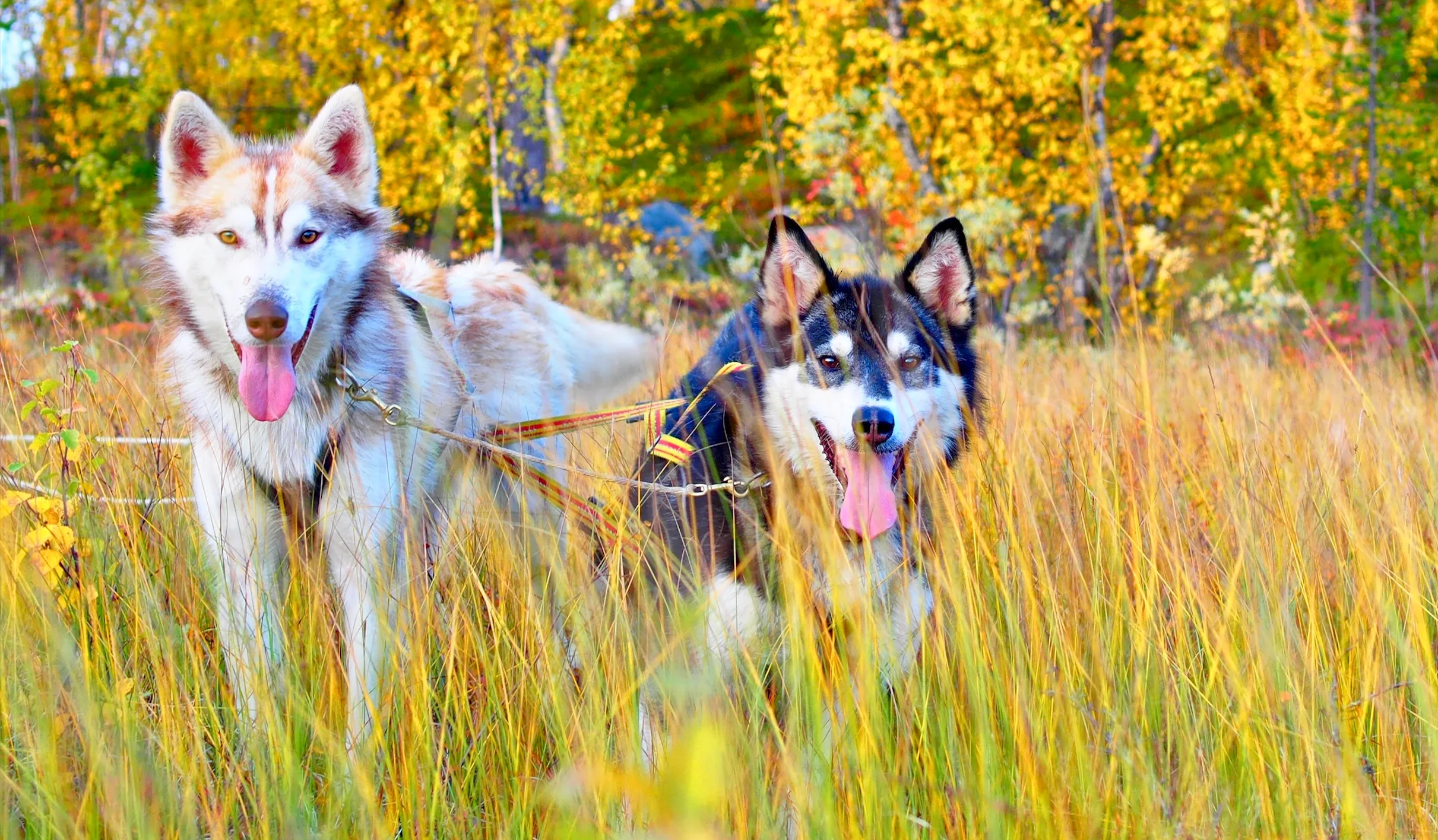 Husky Farm Stay | Autumn