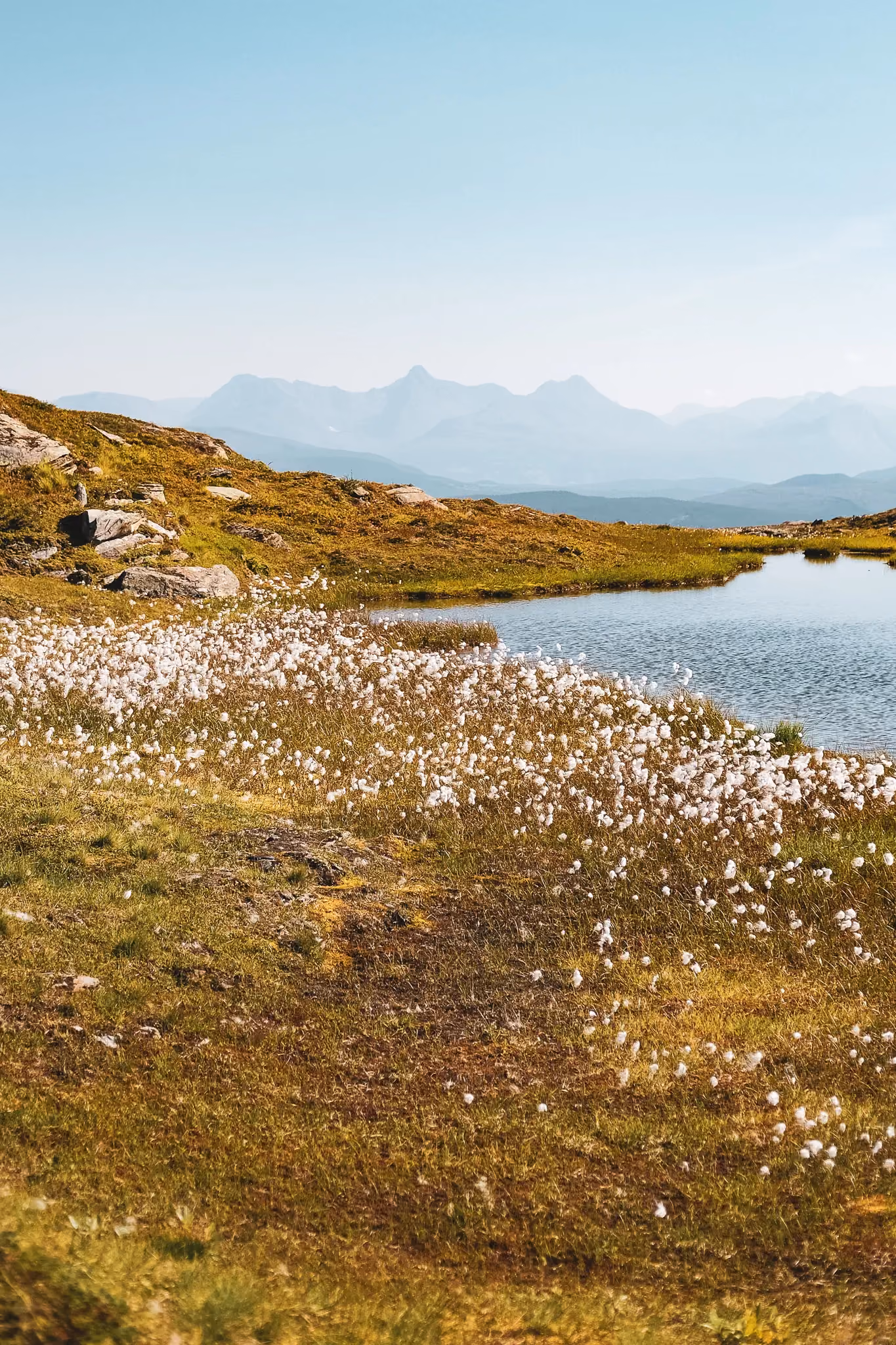 Mountain landscape with a small lake and white wildflowers in the grassy foreground under a clear sky.