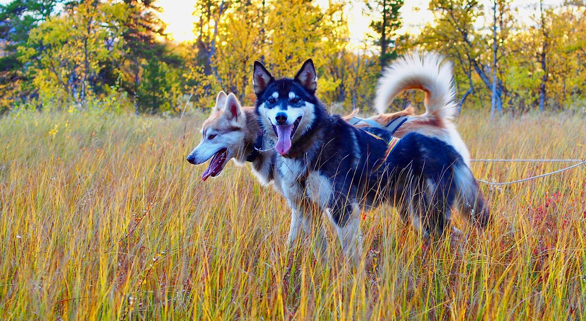 Drive Your Own Dog Team | Autumn