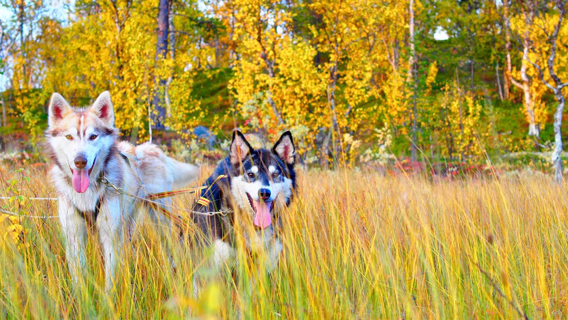 Two husky dogs standing in tall grass surrounded by autumn trees.