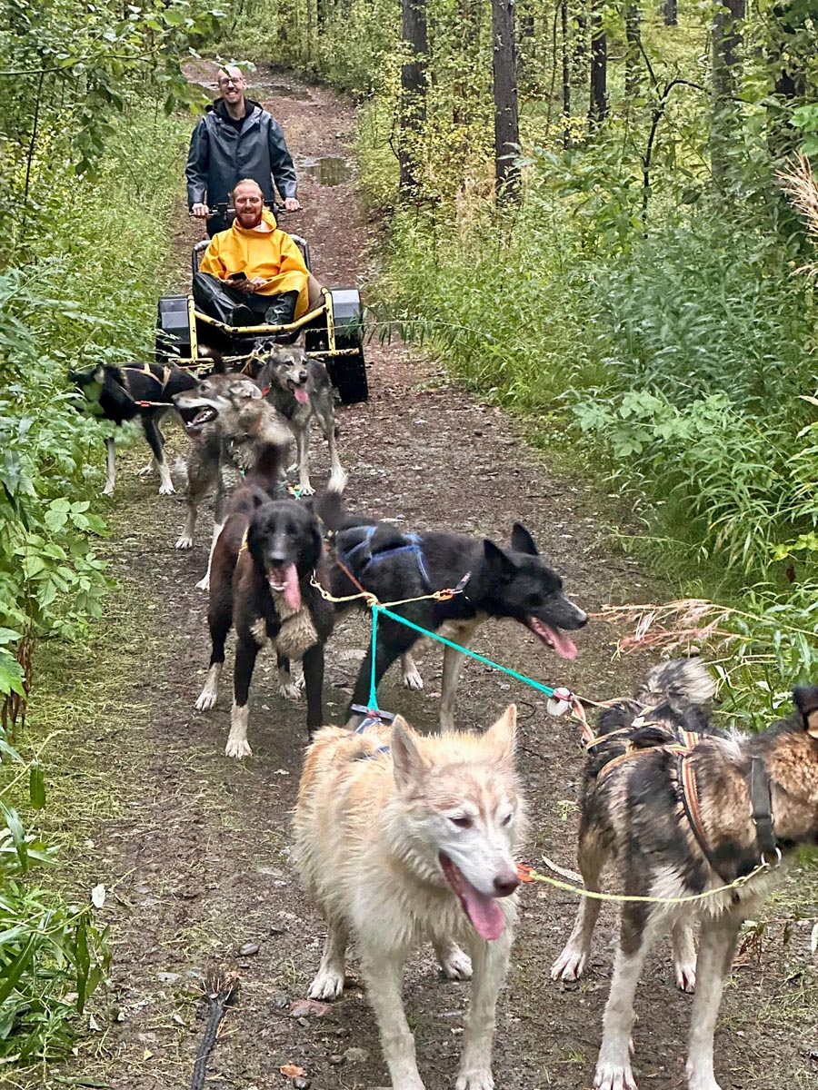 Dog team pulling a wheeled training cart along a forest path.
