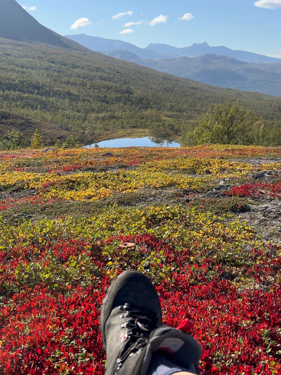 Dog resting among red autumn shrubbery with mountains in the background.
