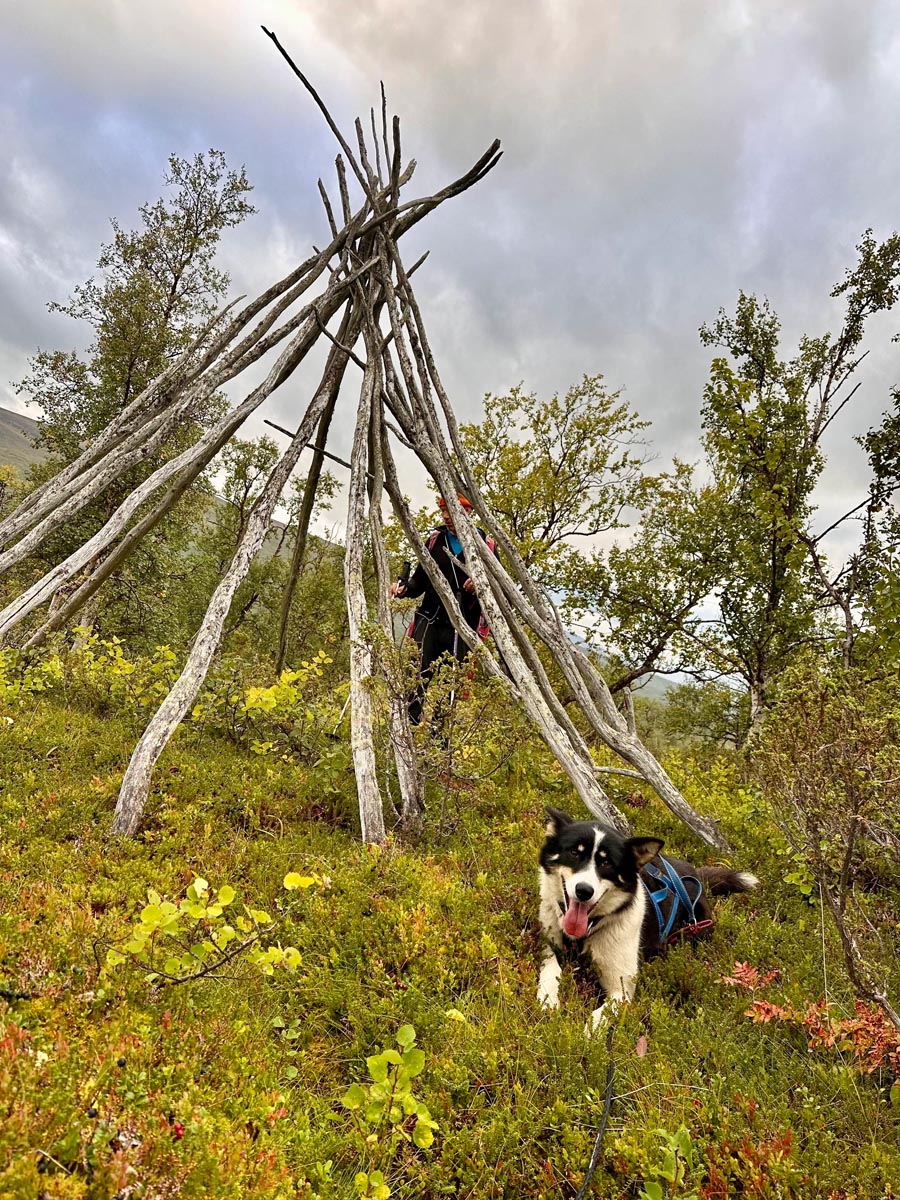 Wooden lavvu frame standing in a grassy meadow with a husky nearby.