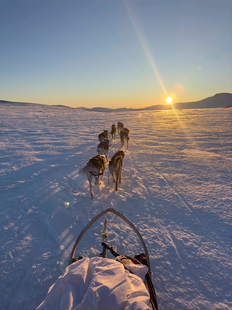 View from a sled following a dog team across a sunlit snow plain.
