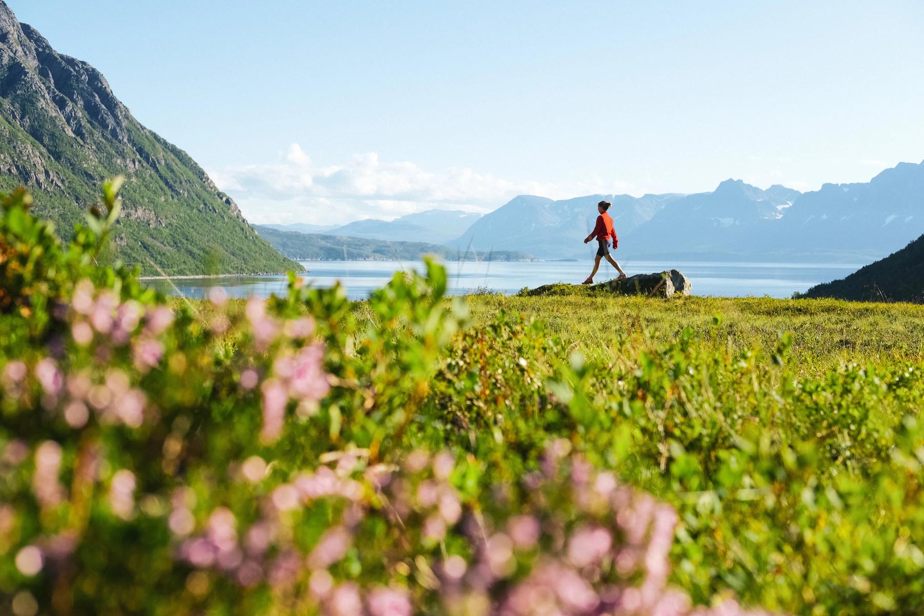 Hiker walking through pink wildflowers on a mountain path overlooking a fjord.
