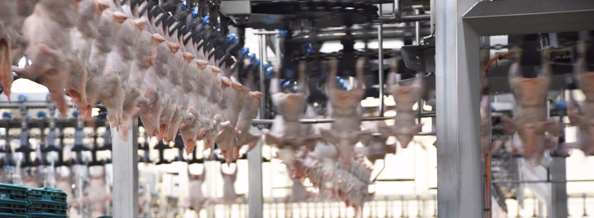 Rows of defeathered chicken carcasses hanging upside down on an automated conveyor system in a poultry processing plant.