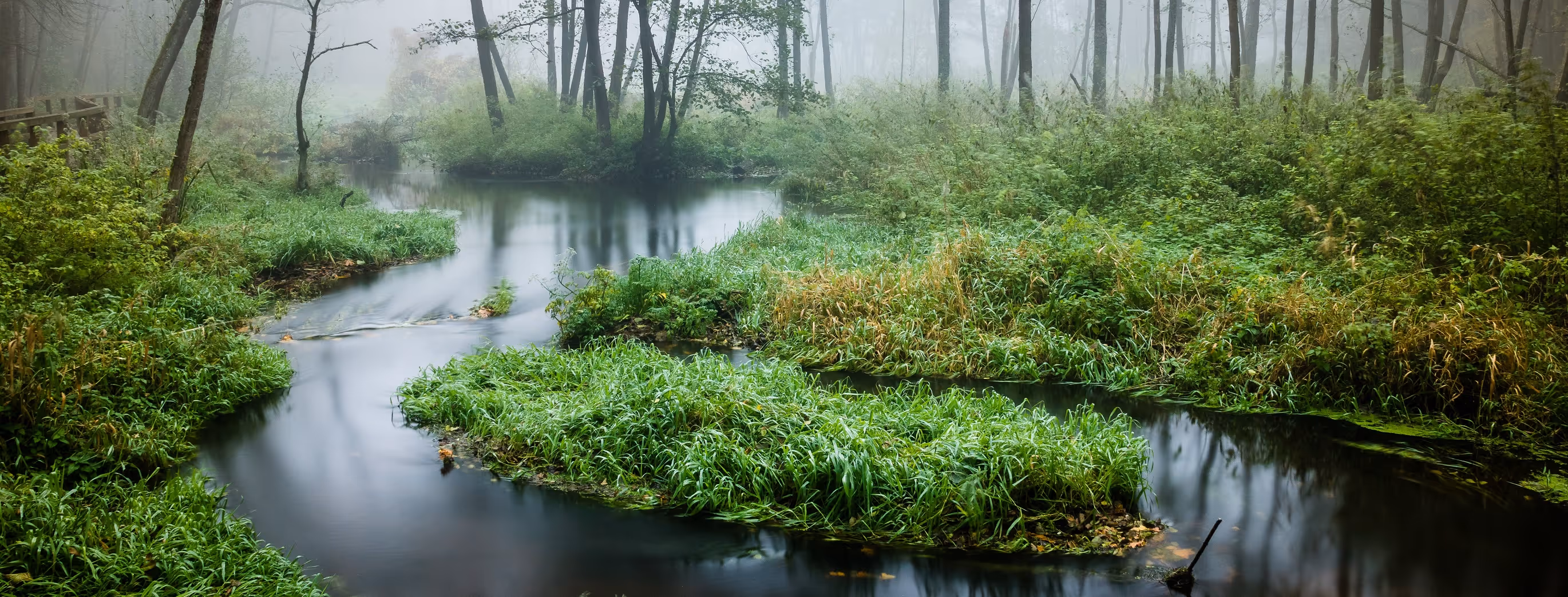 Foggy forest scene with a calm winding river bordered by dense green vegetation and tall trees.