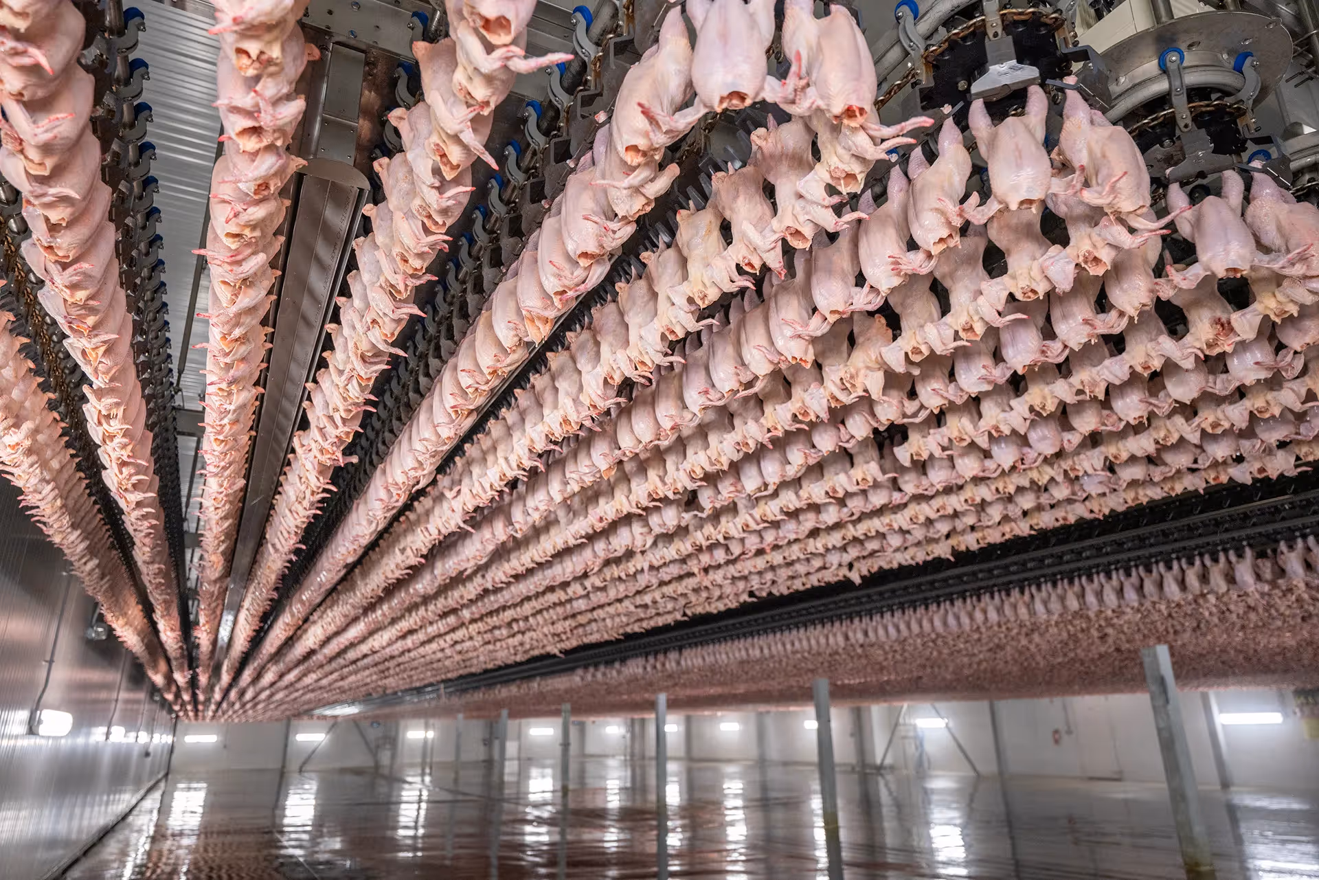 Rows of plucked chickens hanging on an automated processing line inside a large industrial poultry facility.