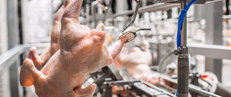Plucked raw chickens hanging by hooks on a poultry processing line in a factory.