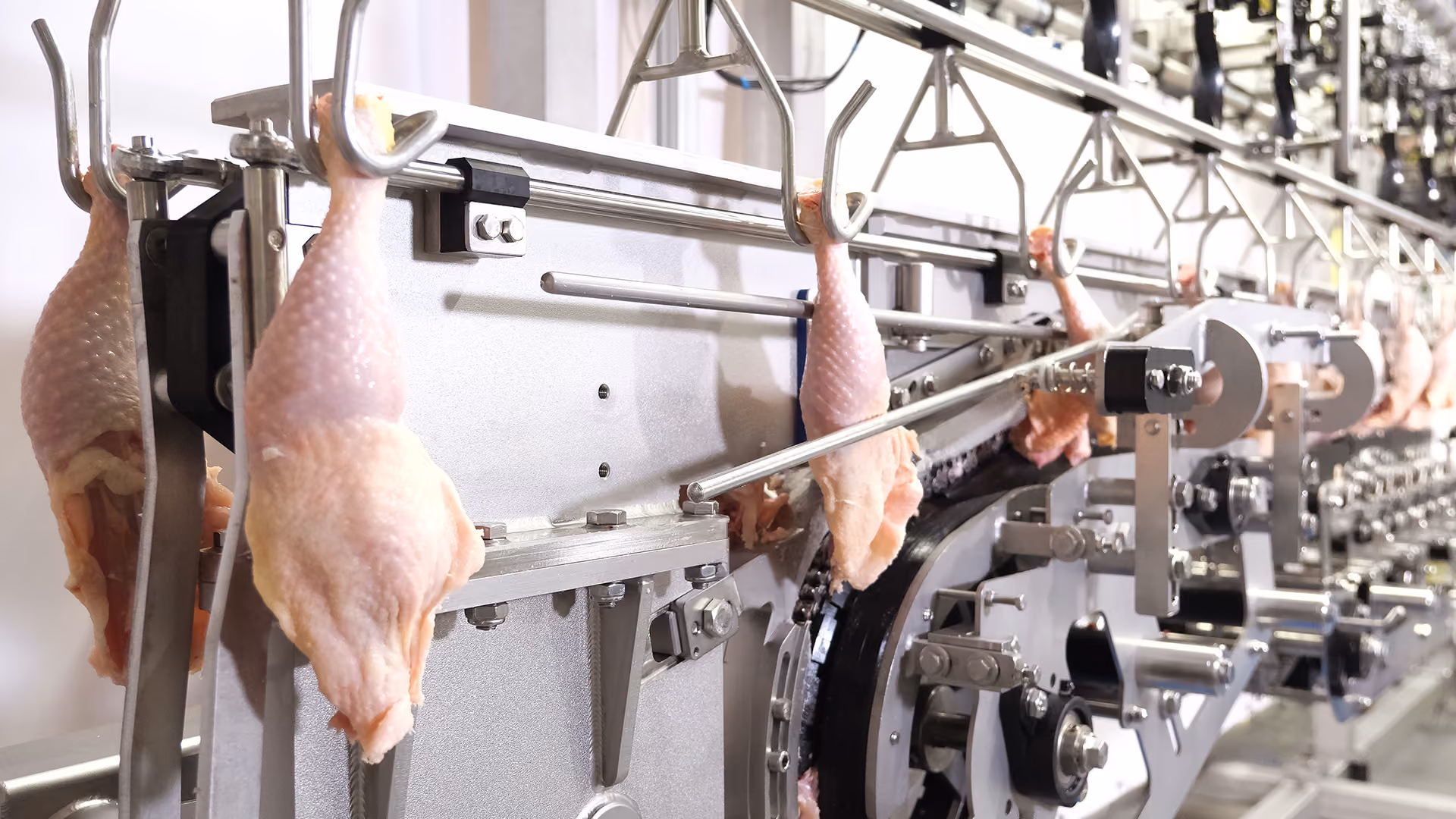 Raw chicken legs hang on hooks moving along an industrial processing line in a meat plant.