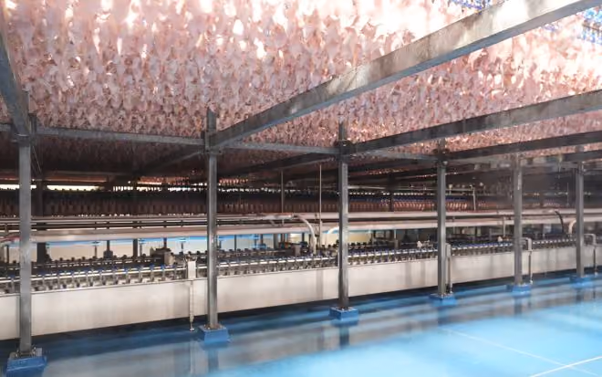 Rows of hanging poultry in a large industrial processing facility with metal supports and blue floor.