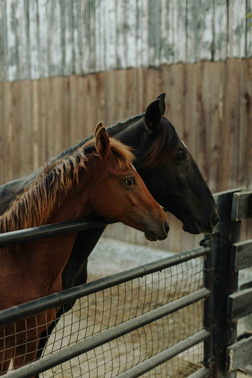 Horse and their owner