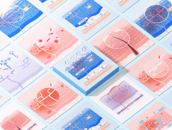 Projet d'illustrations anatomiques pour Mixa : création de diverses coupes de peau sur-mesure.