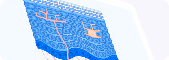 Projet d'illustrations anatomiques pour Mixa : création de diverses coupes de peau sur-mesure.