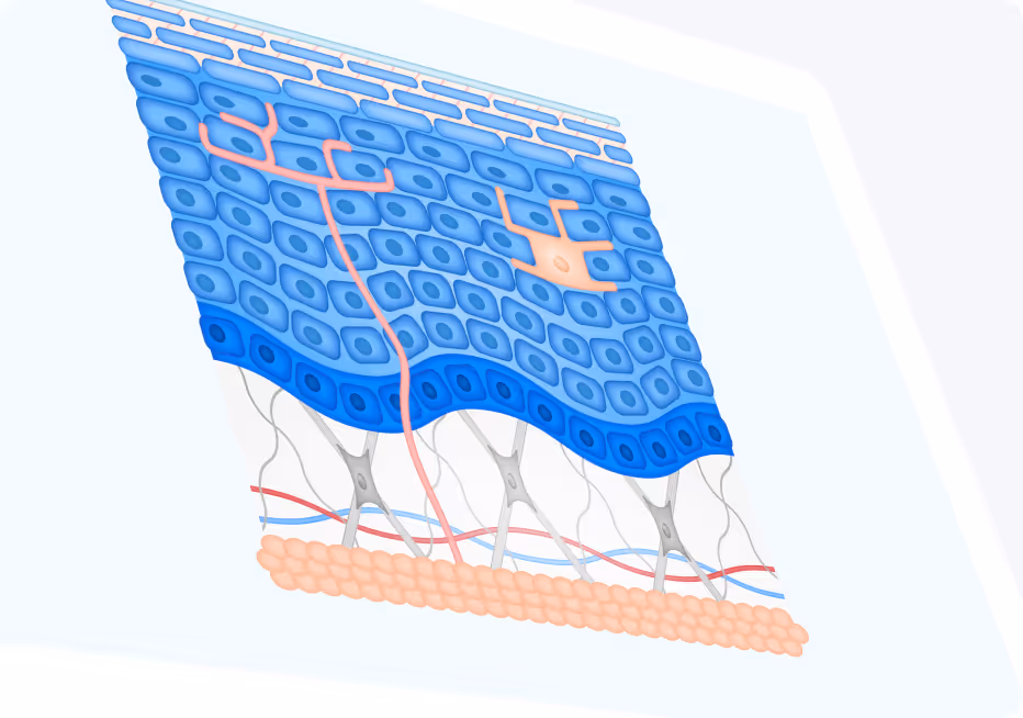 Projet d'illustrations anatomiques pour Mixa : création de diverses coupes de peau sur-mesure.