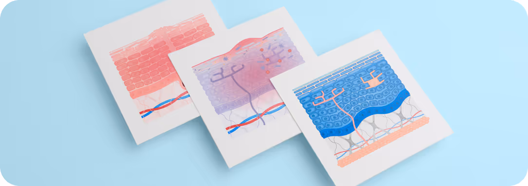 Projet d'illustrations anatomiques pour Mixa : création de diverses coupes de peau sur-mesure.