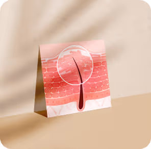 Projet d'illustrations anatomiques pour Mixa : création de diverses coupes de peau sur-mesure.