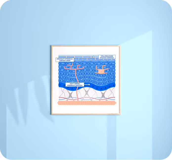 Projet d'illustrations anatomiques pour Mixa : création de diverses coupes de peau sur-mesure.