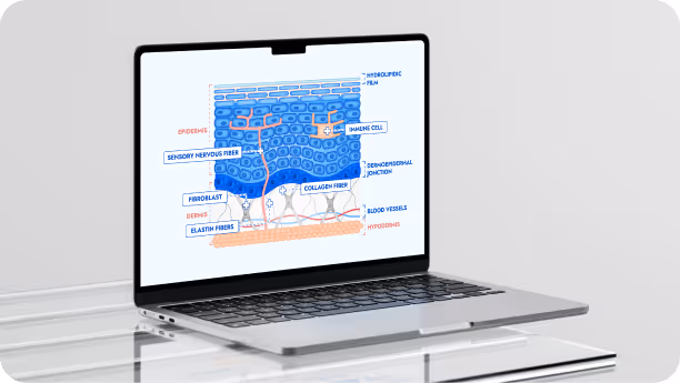 Projet d'illustrations anatomiques pour Mixa : création de diverses coupes de peau sur-mesure.