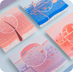 Projet d'illustrations anatomiques pour Mixa : création de diverses coupes de peau sur-mesure.