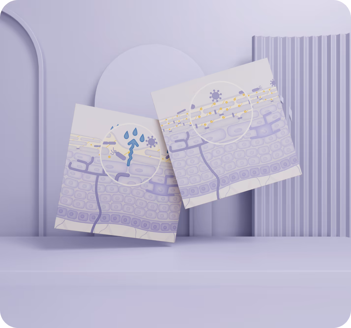 Projet d'illustrations anatomiques pour Mixa : création de diverses coupes de peau sur-mesure.