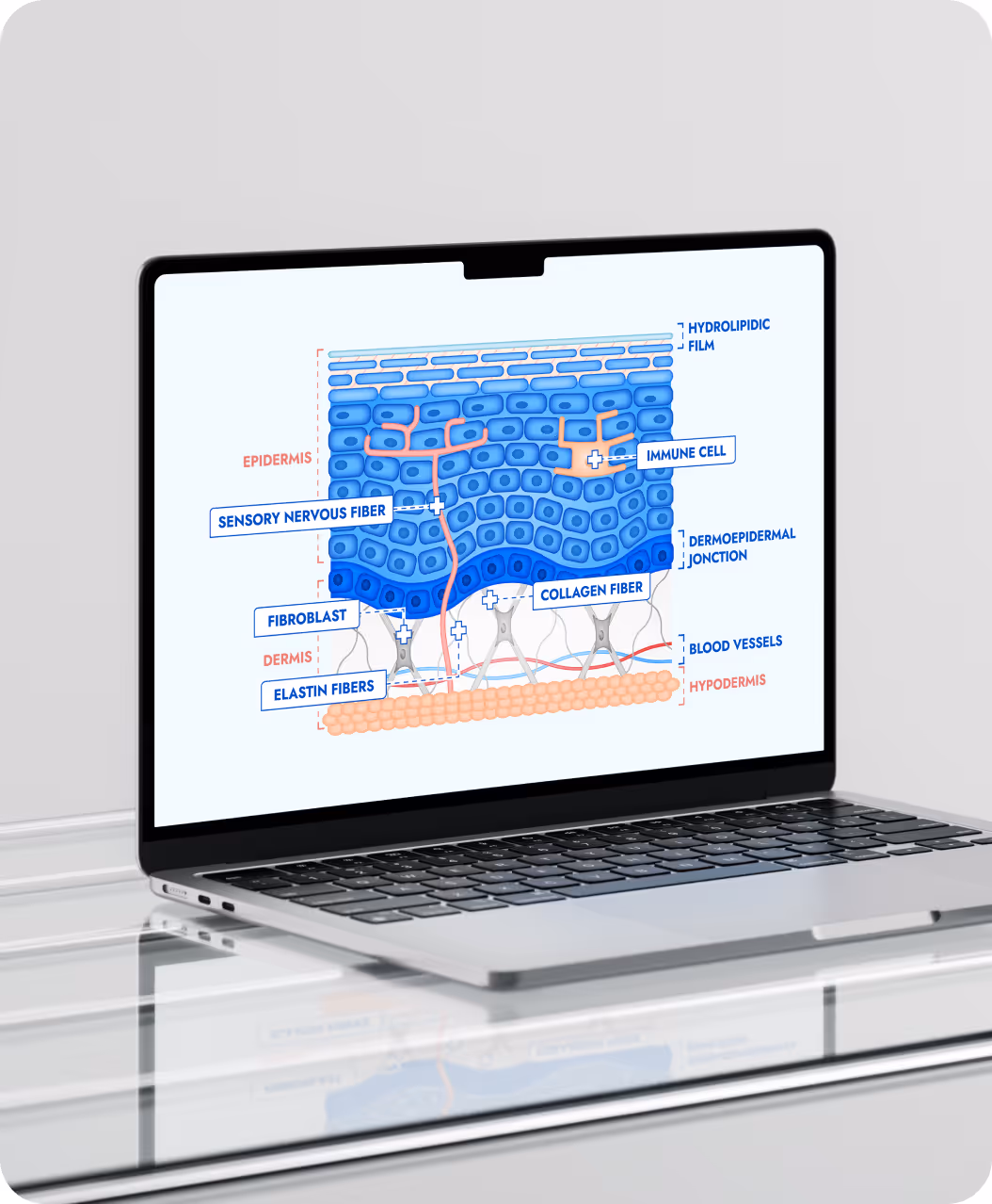 Projet d'illustrations anatomiques pour Mixa : création de diverses coupes de peau sur-mesure.