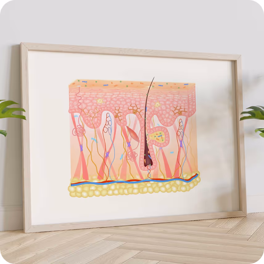 Création sur-mesure d’une coupe de peau modulable sur PowerPoint et de peaux pathologiques.