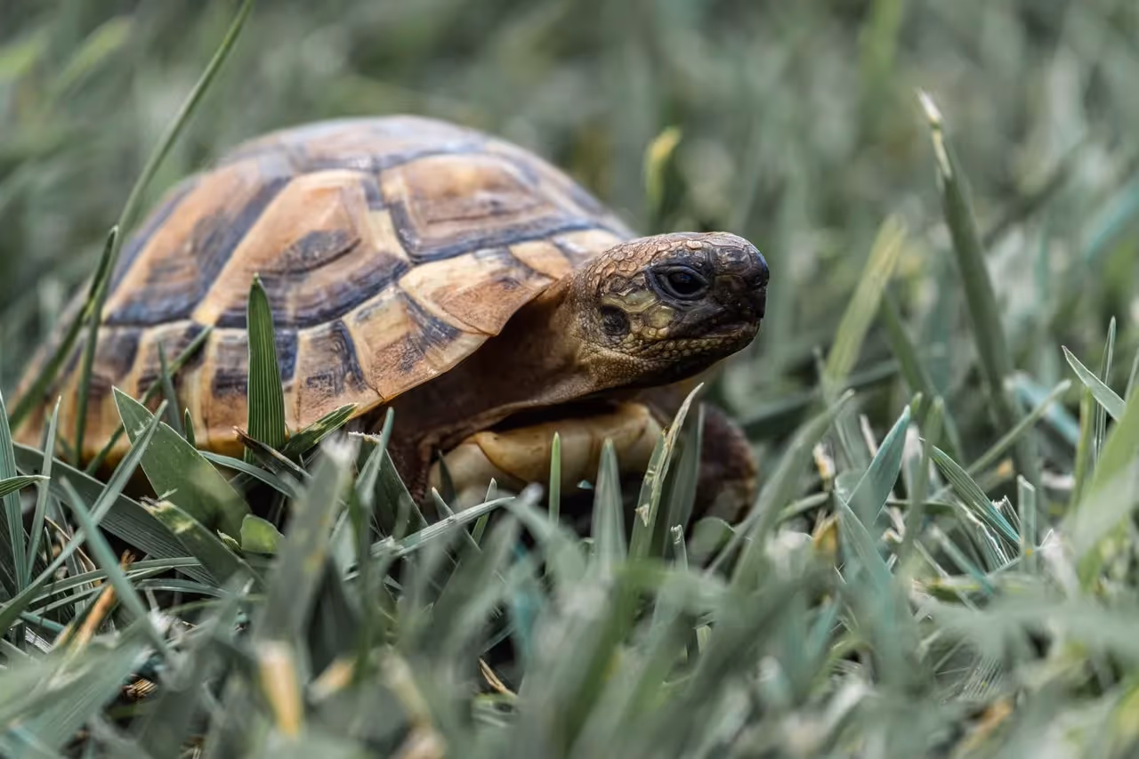 The World Turtle