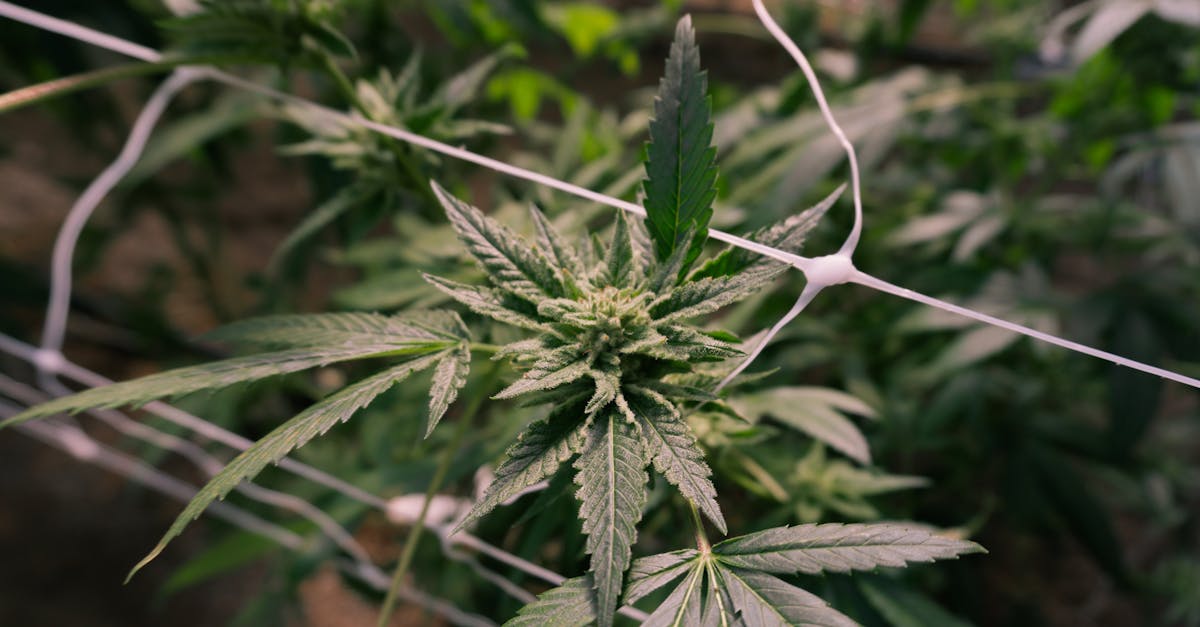 Cannabis plant flowering in an indoor cultivation greenhouse