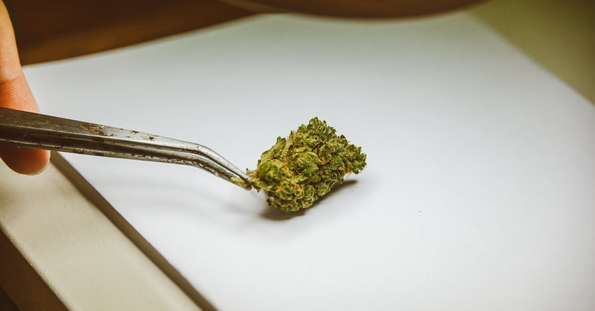 Cannabis bud held by tweezers illustrating seed-to-sale inventory accuracy gap in dispensaries
