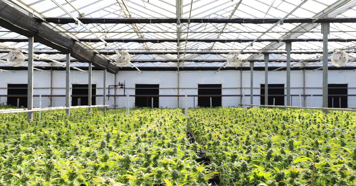 Indoor cannabis greenhouse with abundant plants for harvest weight tracking