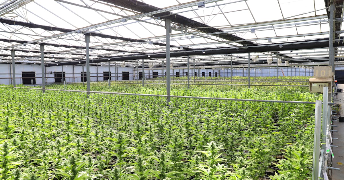 Expansive indoor cannabis greenhouse with plants in rows for cultivation harvest tracking