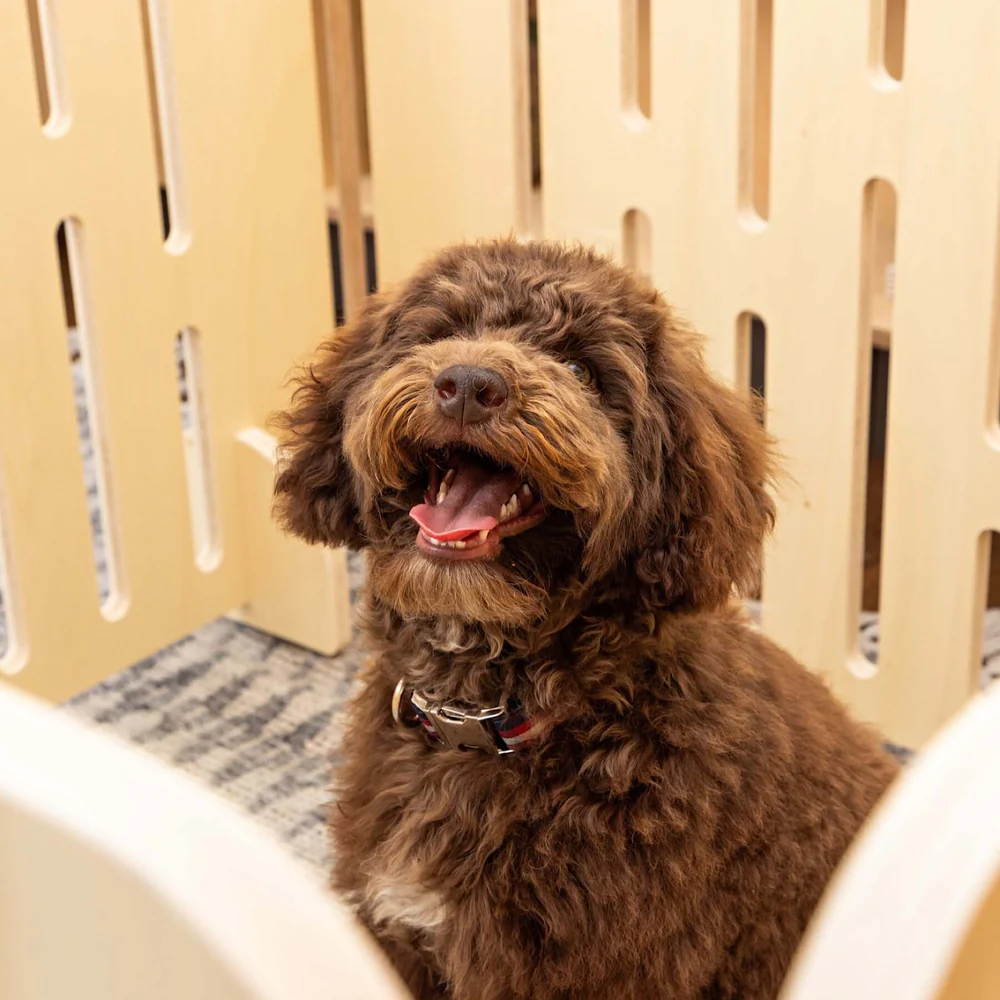 Gift gear that wags tails
